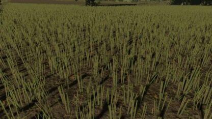 Rapeseed Texture v 1.0