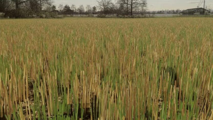 Stubble Texture (Wheat/Barley) v 1.0