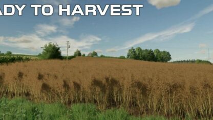 OSR/Canola Crop Textures v 1.0