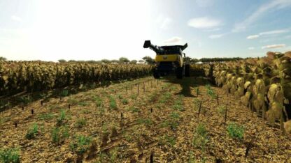 Sorghum and Sunflowers Foliage v 1.0