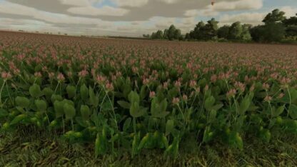 Clover and Alfalfa Texture v 1.0