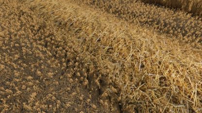 Realistic Straw Texture v 1.0