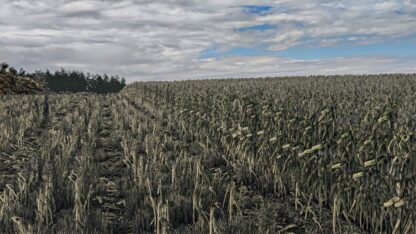 Corn Texture New Gen 2 v 1.0