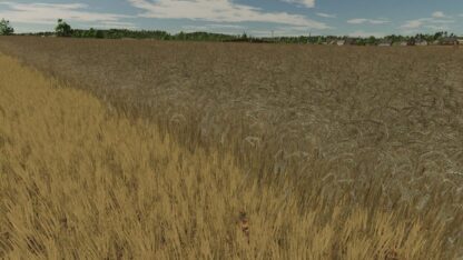 Realistic Texture of Ripe Wheat v 1.0