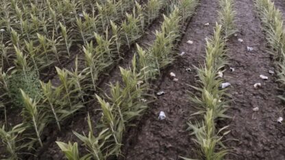 Weeds after Plowing v1.0